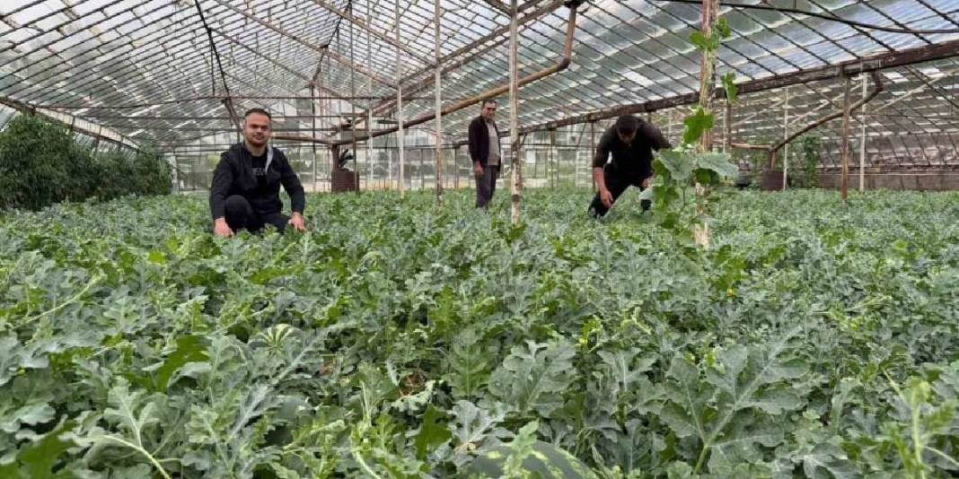 1.5 dönümden 9 ton ürün bekleniyor: Karpuz hasadı için heyecan başladı 5